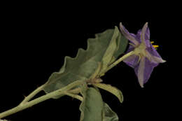 Image of silverleaf nightshade