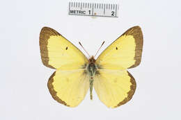 Image of Clouded sulphur