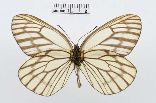 Image of Aporia largeteaui (Oberthür 1881)