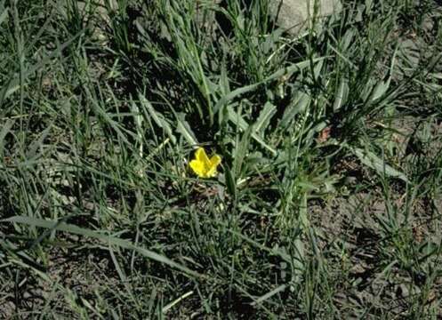 Image of Long-Tube Evening-Primrose