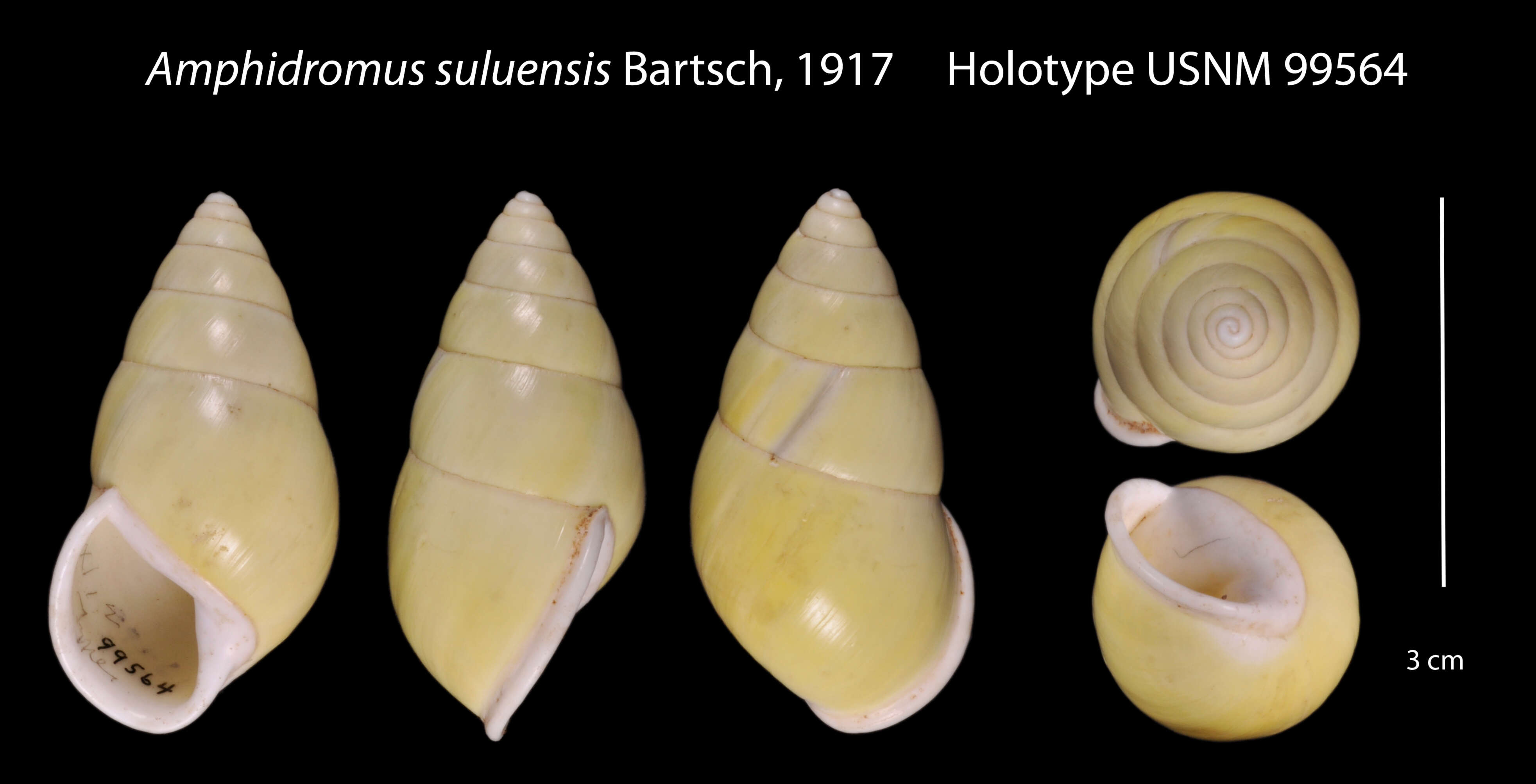 Image of Amphidromus suluensis Bartsch 1917