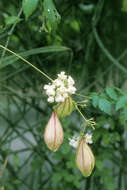 Sivun Combretum grandiflorum G. Don kuva