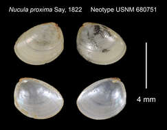 Nucula proxima Say 1822的圖片