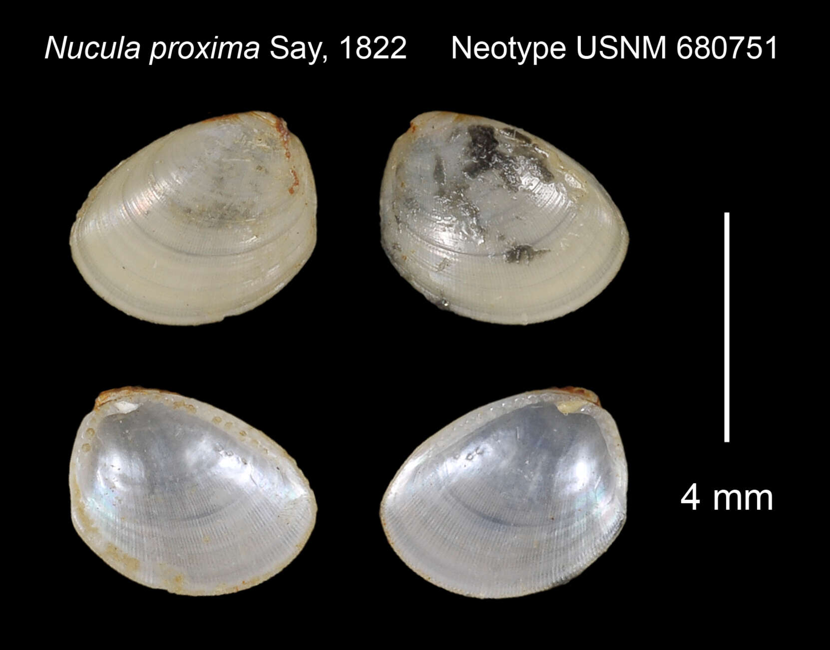 Image de nucule de l'Atlantique