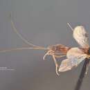 Image of Macrocentrus pulchripennis Muesebeck 1932