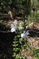 Image of Florida scrub skullcap