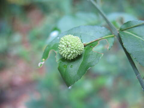 Слика од Euonymus americanus L.