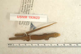 Sivun Iphisa elegans soinii Dixon 1974 kuva