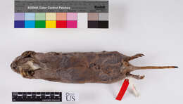 Image of Michoacan pocket gopher