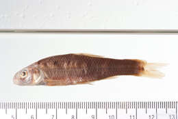 Image of Alburnops taurocephalus