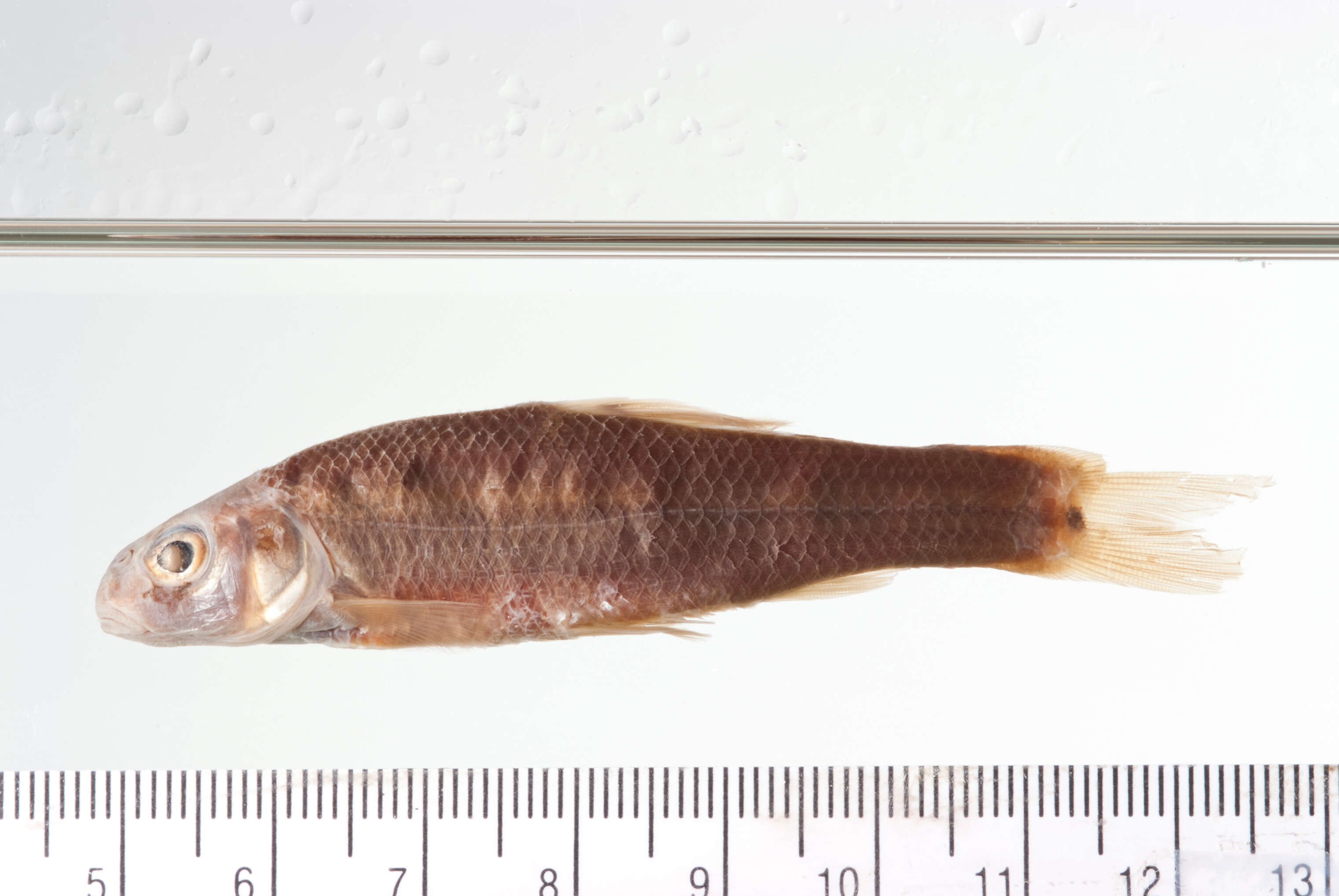 Image of Alburnops taurocephalus