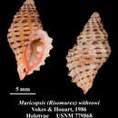 Sivun Muricopsis withrowi E. H. Vokes & Houart 1986 kuva