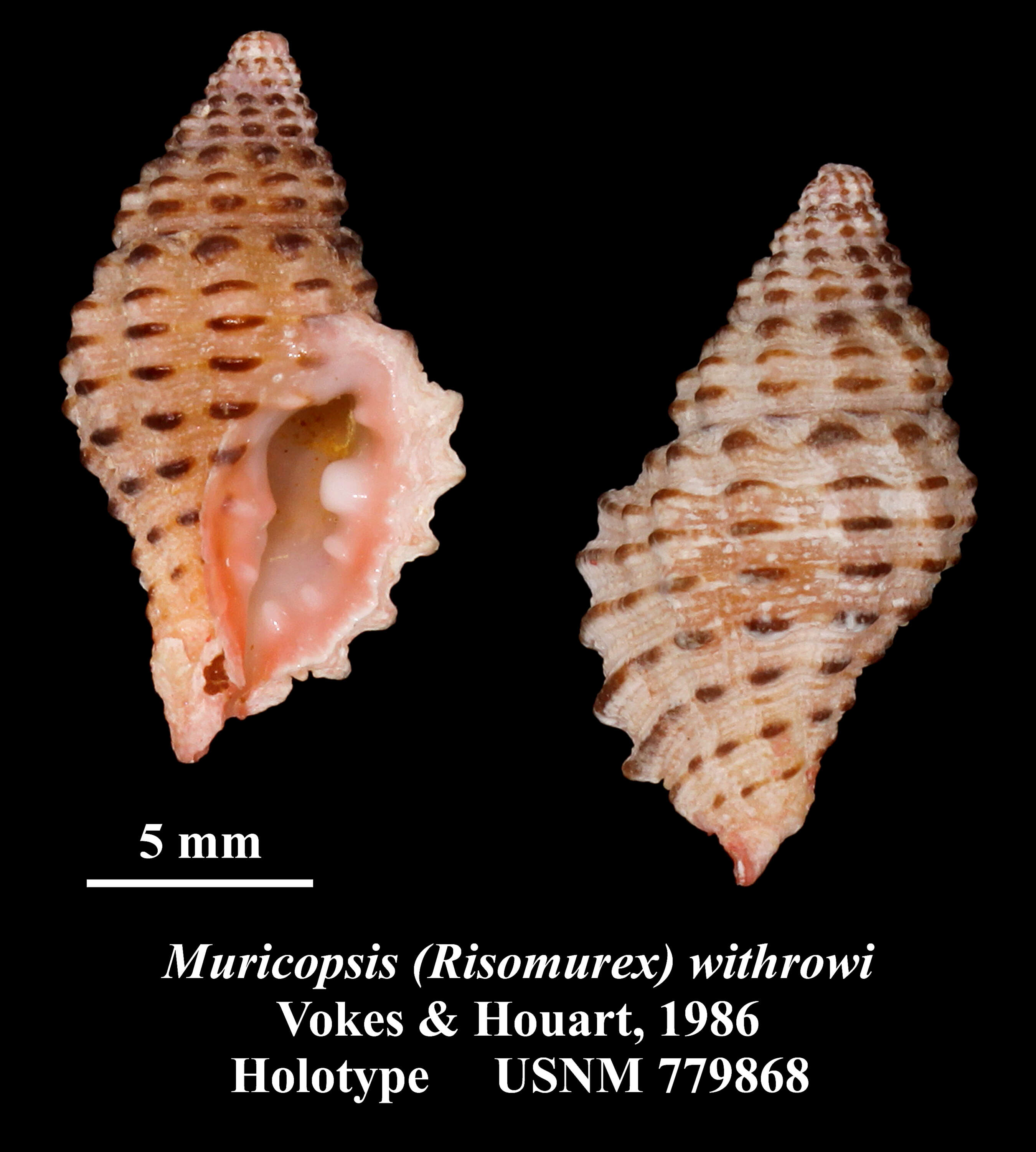 Image of Muricopsis withrowi E. H. Vokes & Houart 1986