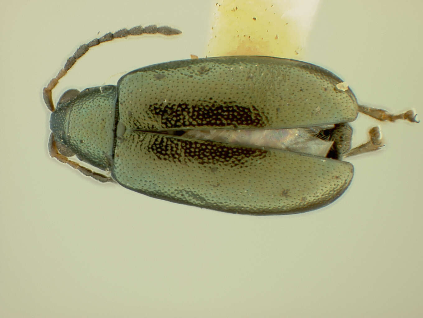 Image of Phyllotreta prasina Chittenden 1927