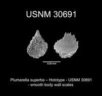 Image of <i>Primnodendron superbum</i> Nutting 1912