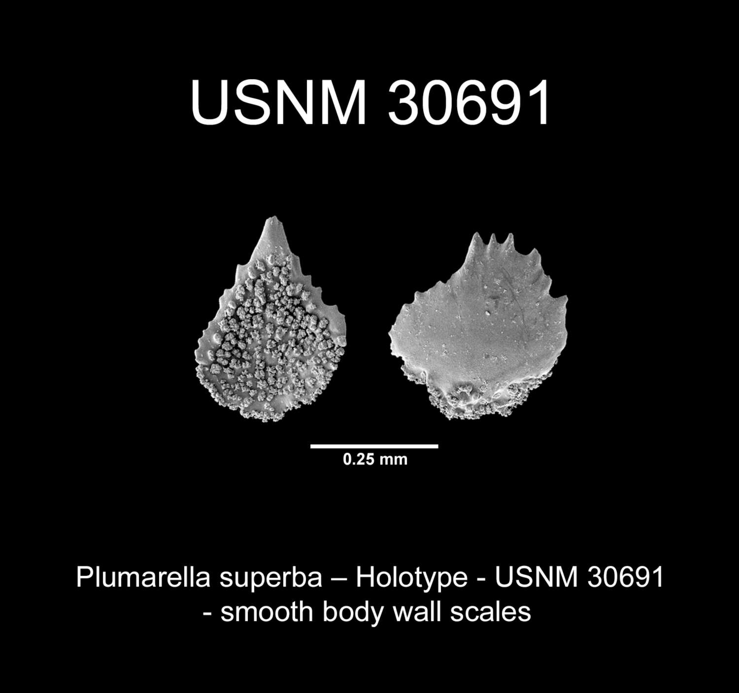 Imagem de <i>Primnodendron superbum</i> Nutting 1912