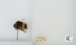 Image of White-tailed bumblebee