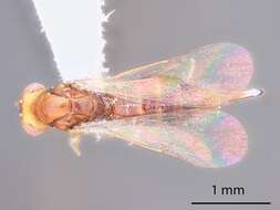 Image of Sigmophora tumidifrons Ikeda 1999