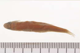 Image of Rhodes minnow