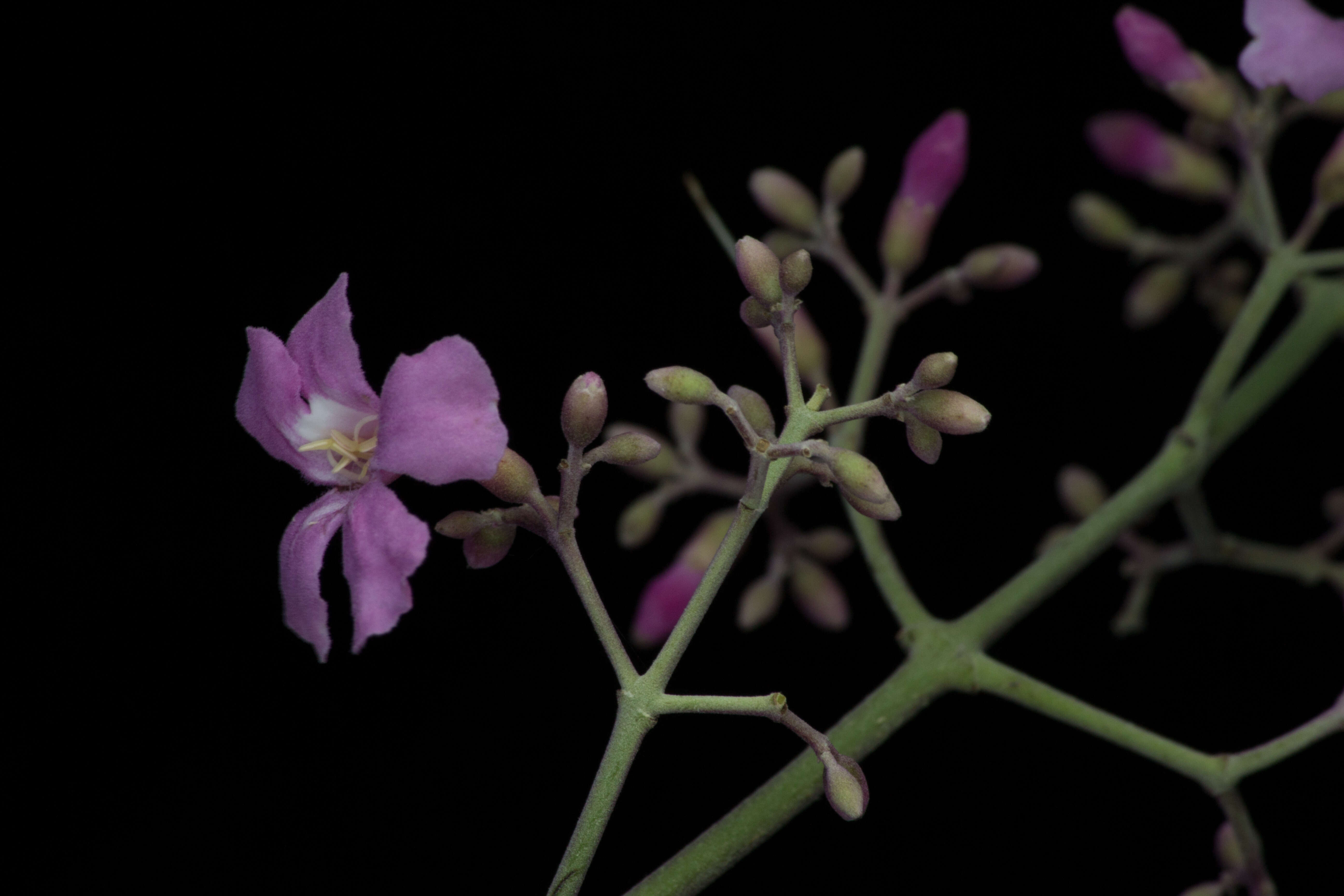 Image of Fridericia floribunda (Kunth) L. G. Lohmann