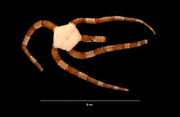 Image of Short-spined brittle star