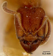 Imagem de Typhlomyrmex rogenhoferi race robustus Emery