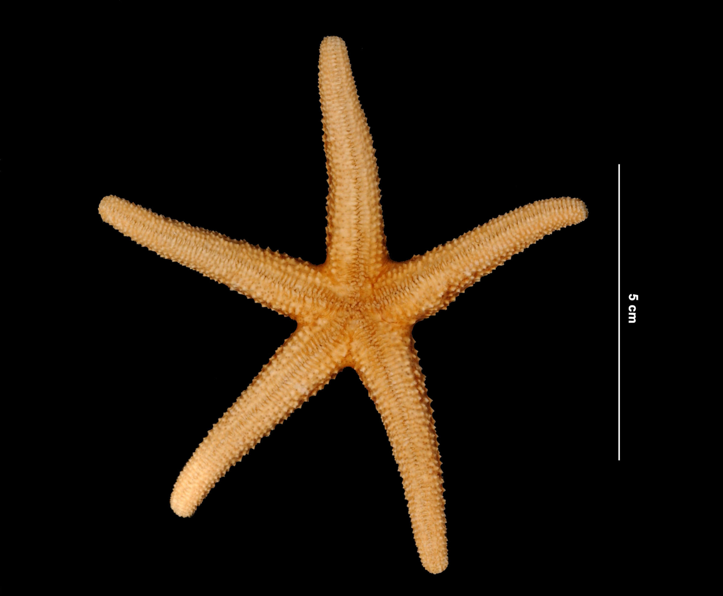 Image of <i>Echinaster serpentarius</i>