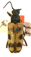 Image of Xestoleptura pictipennis Casey 1924