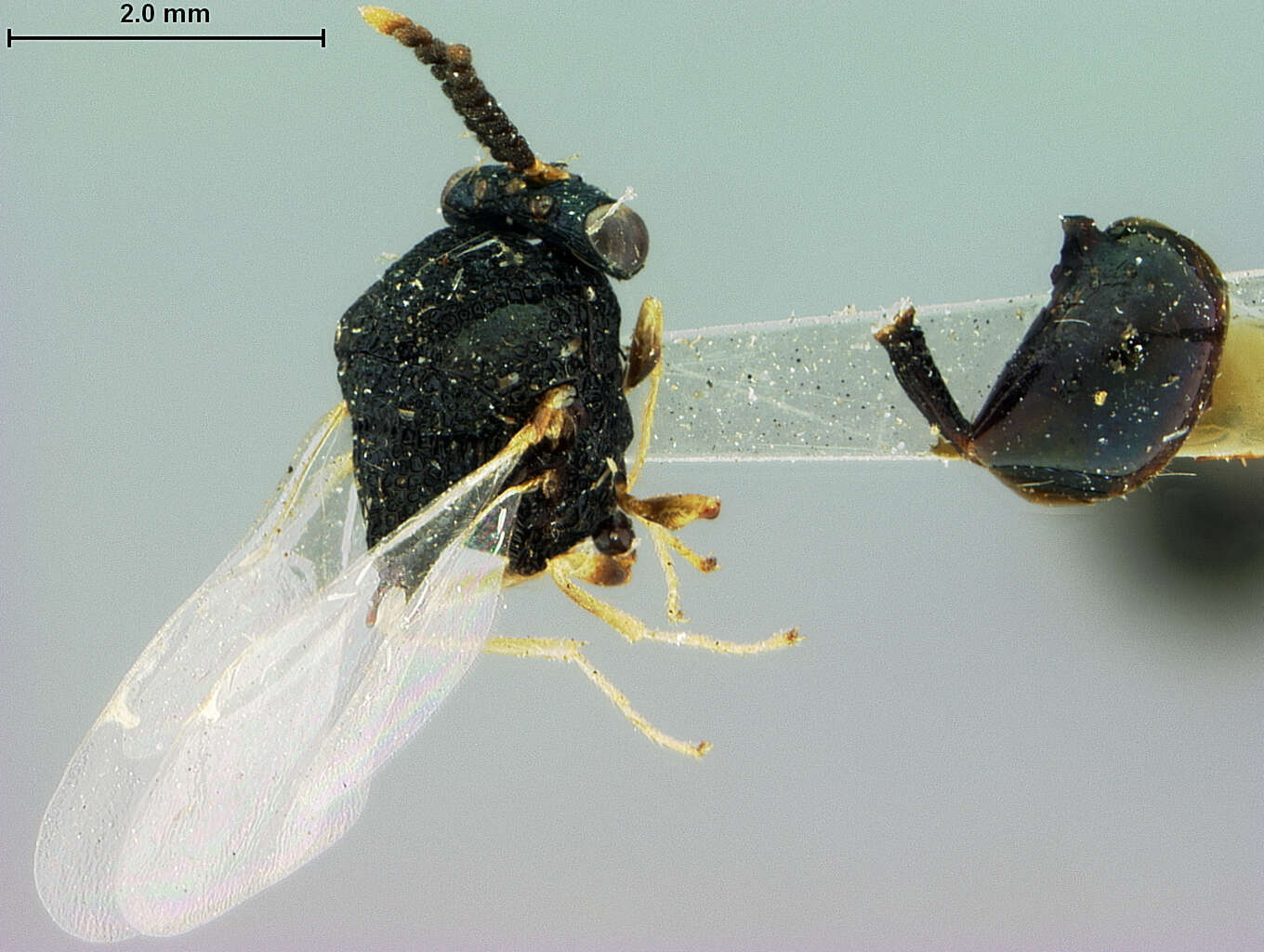 Image of Lophyrocera apicalis Ashmead 1892