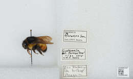 Bombus ephippiatus Say 1837 resmi