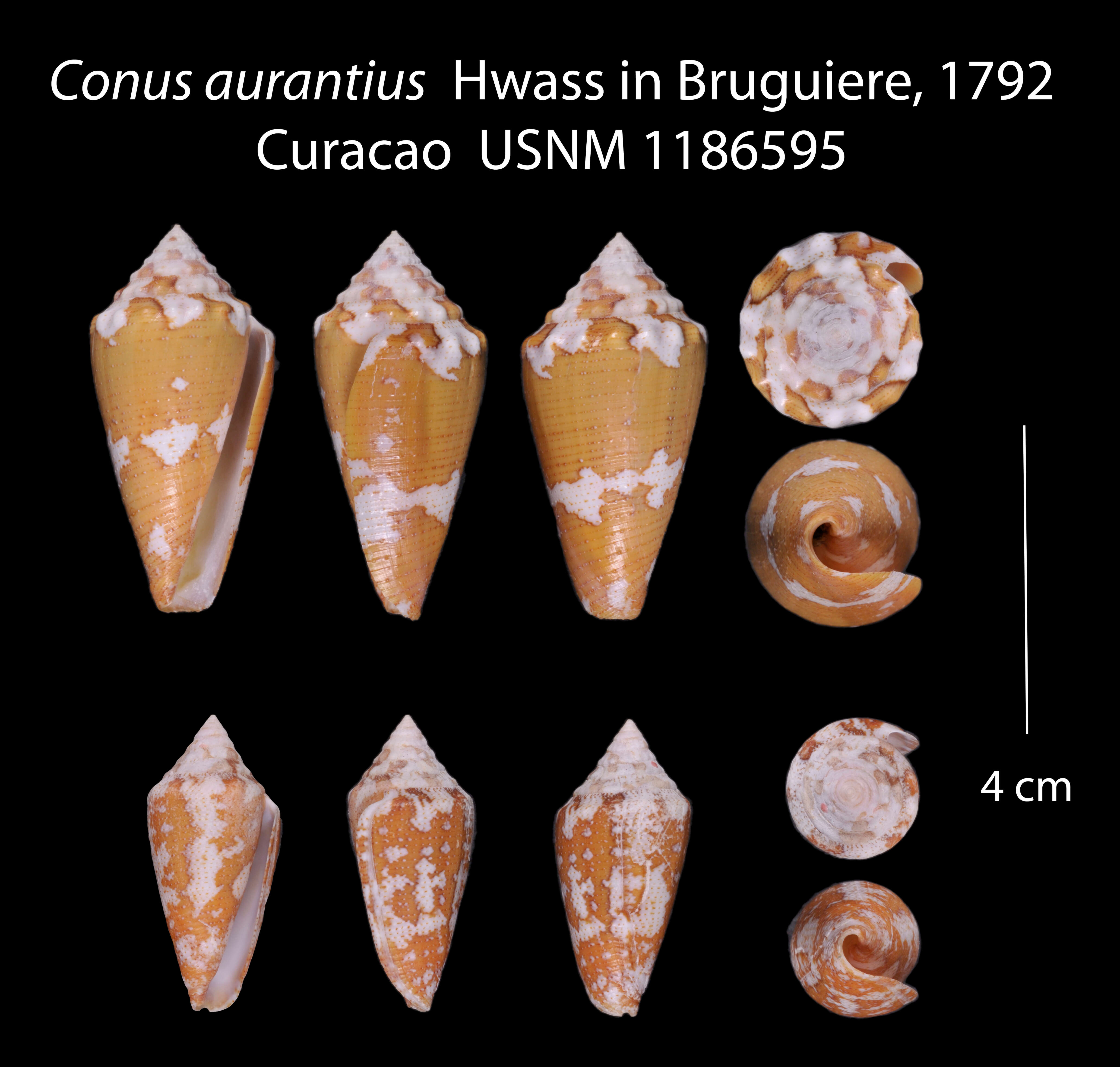 Imagem de Conus aurantius Hwass ex Bruguière 1792