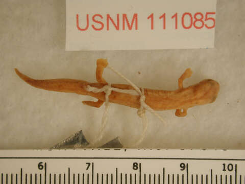 Image of Southern Banana Salamander