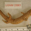 Image of Small blotched salamander