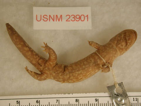 Image of Small blotched salamander