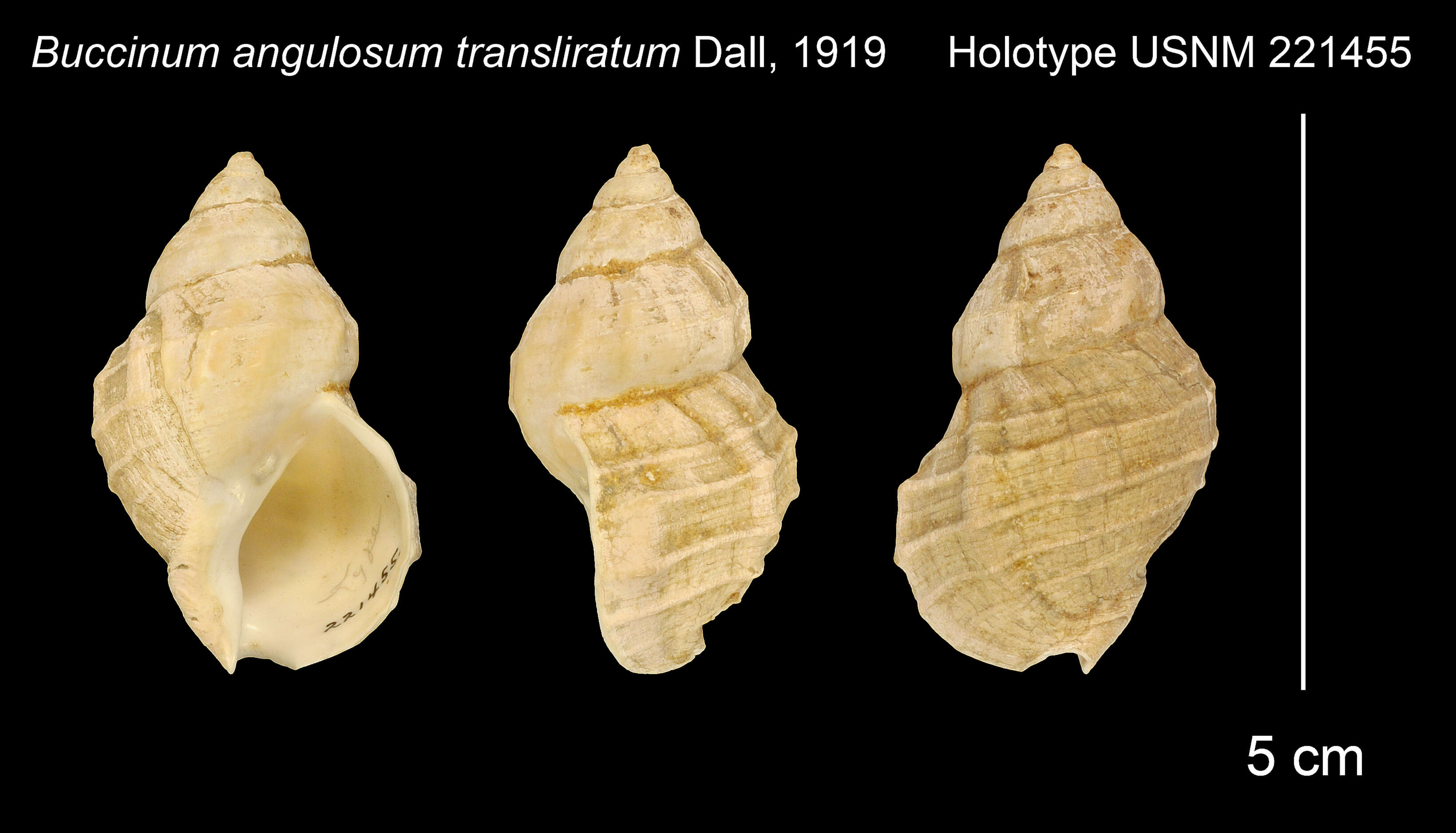 Image of Buccinum angulosum transliratum Dall 1919