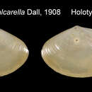 Image de Bathyspinula calcarella (Dall 1908)