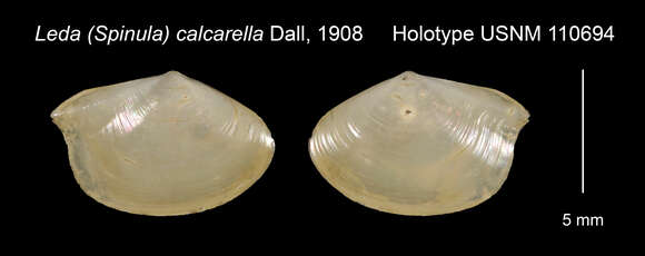 Image of Bathyspinula calcarella (Dall 1908)