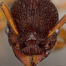 Image of Myrmica brevinodis var. subalpina Wheeler