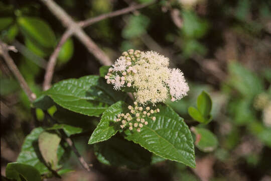 Image of islandthicket thoroughwort