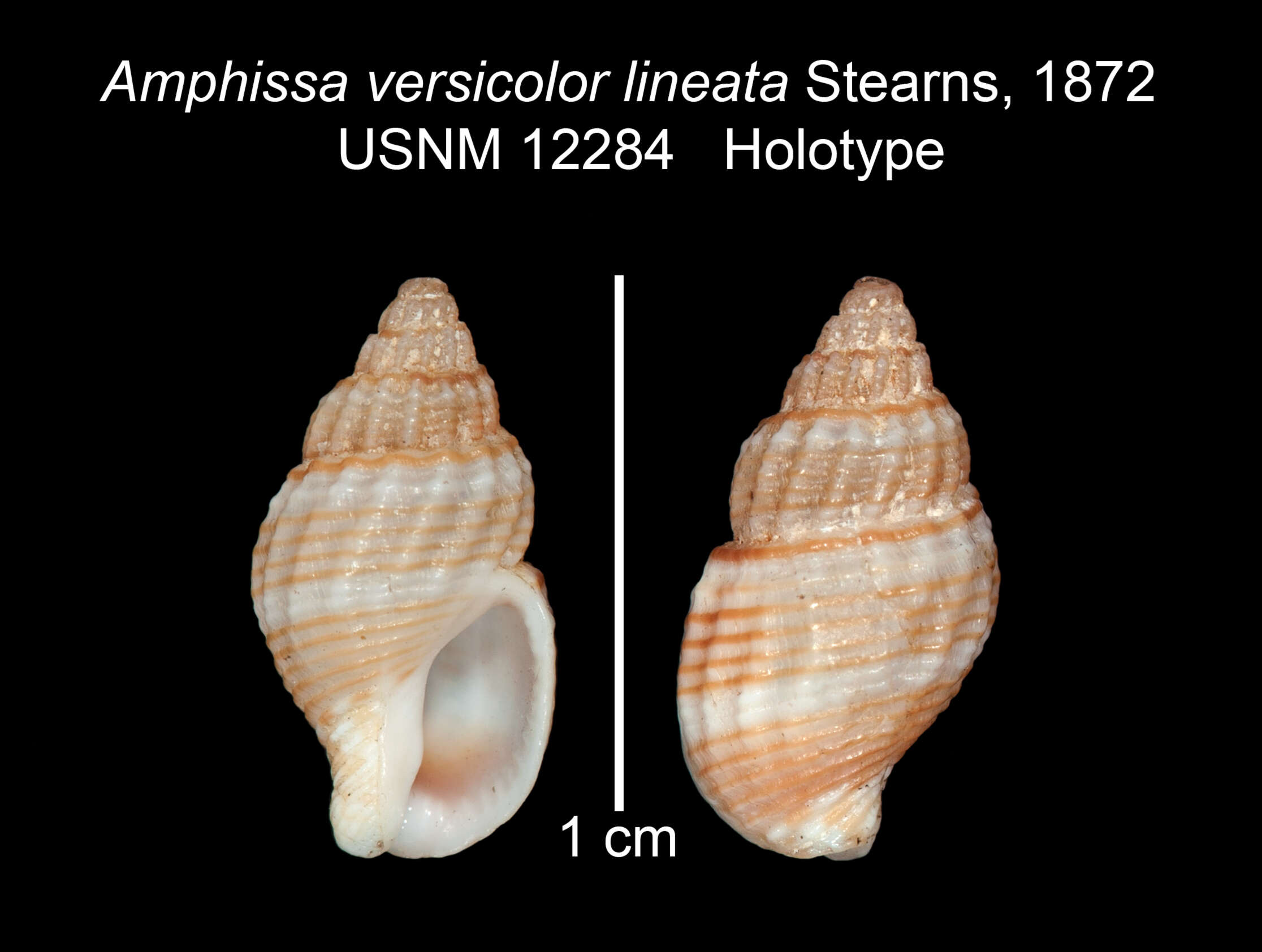 Image of Amphissa versicolor lineata (Stearns 1872)