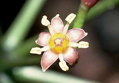 Polyscias oahuensis (A. Gray) Lowry & G. M. Plunkett的圖片