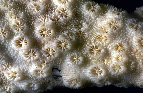 Image of Vase coral