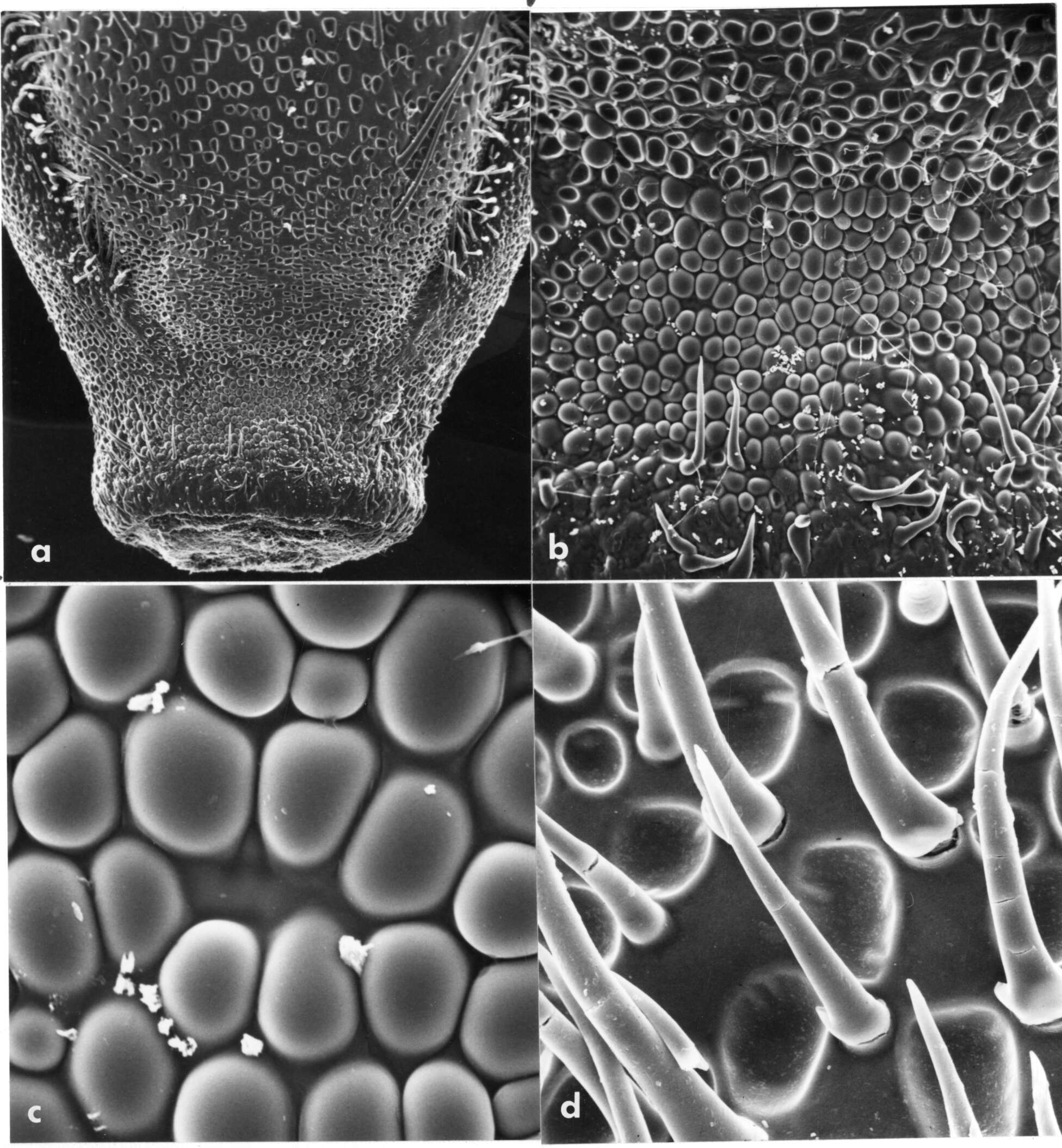 Plancia ëd Olyra longifolia Kunth