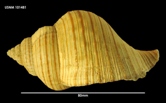 Image of Argobuccinum Herrmannsen 1846