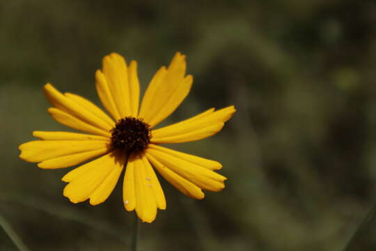 Image of coastal plain tickseed