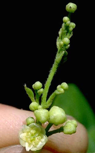 Image of queen coralbead