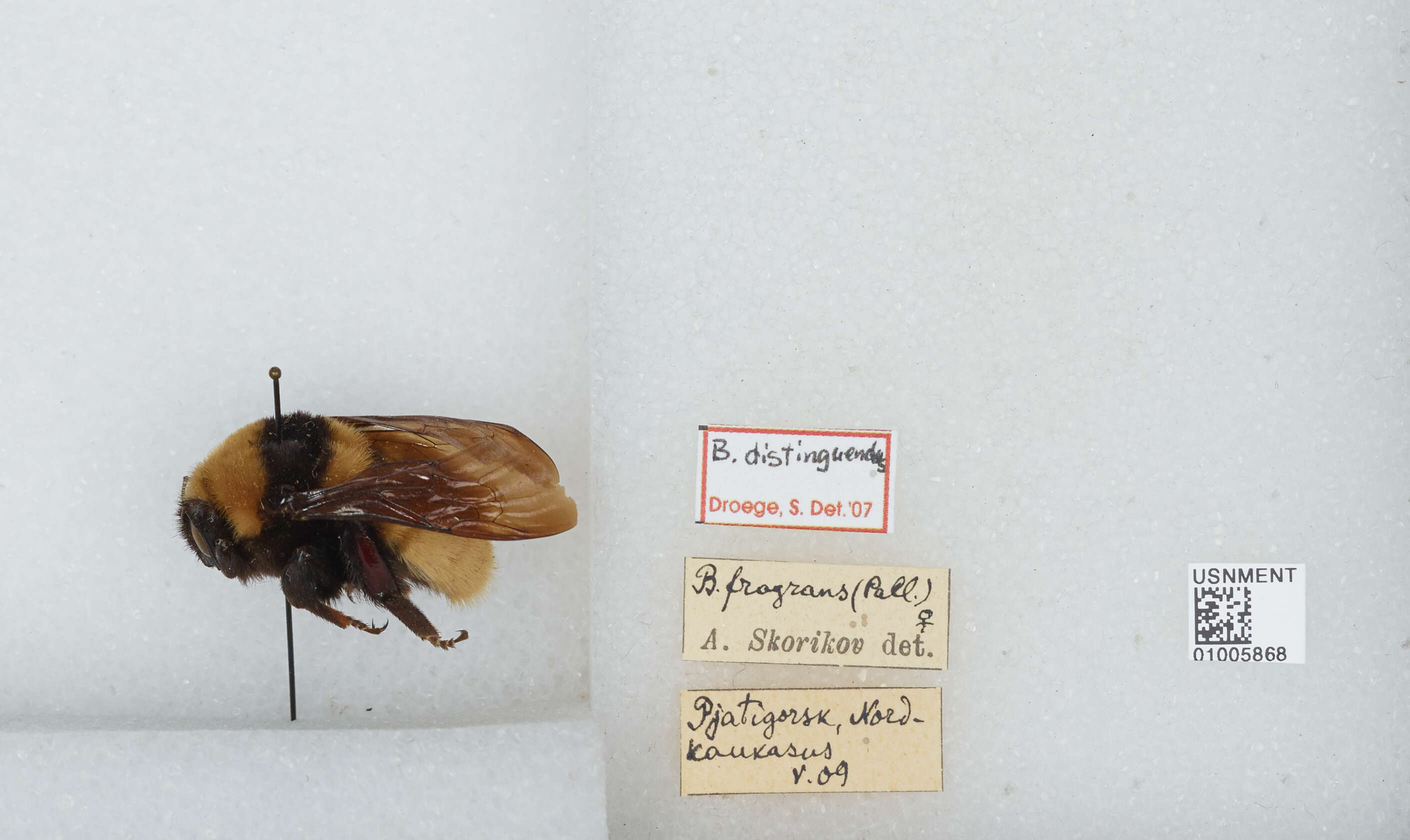 Plancia ëd Bombus distinguendus Morawitz 1869