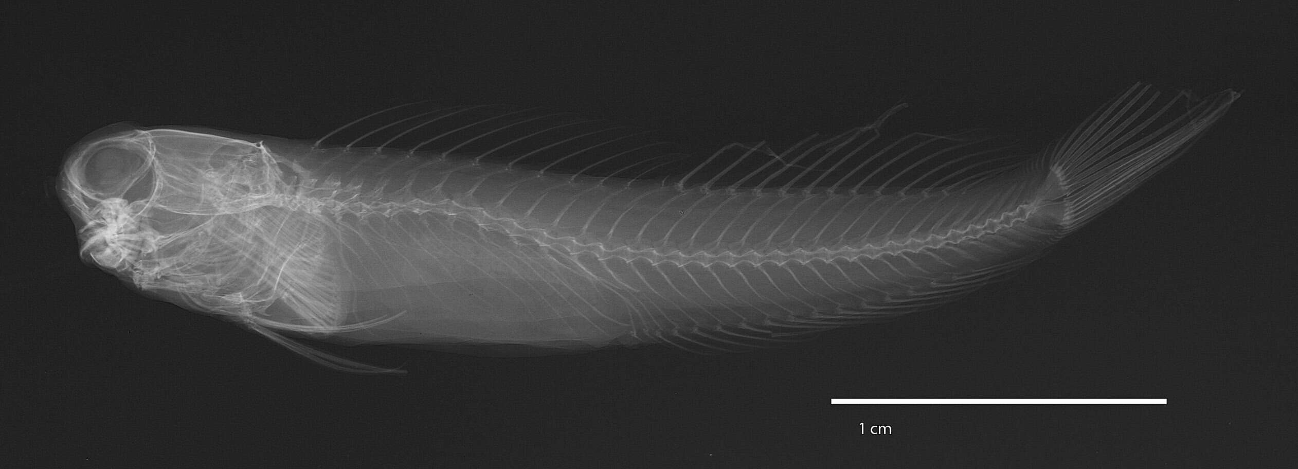Image of Comical coralblenny