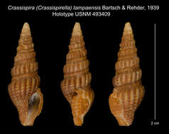 Image of Crassispira tampaensis Bartsch & Rehder 1939