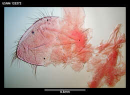 Image of Neoscalpellum schizoplacinum Newman & Ross 1971